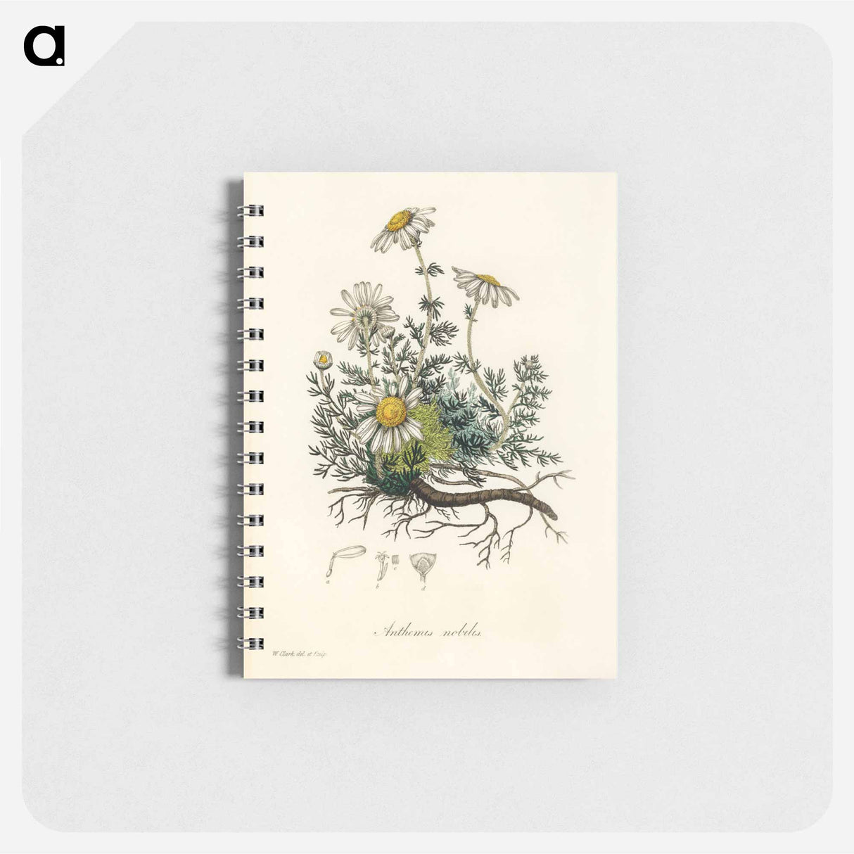 アートメモ帳-Chamomile Illustration
- 薬用植物学 Memo.