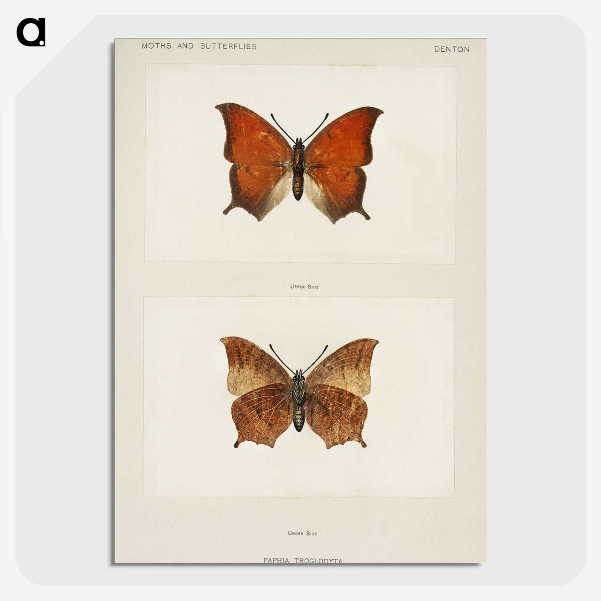 1-5_Moths-and-Butterflies-of-the-United-States_picture-crop
