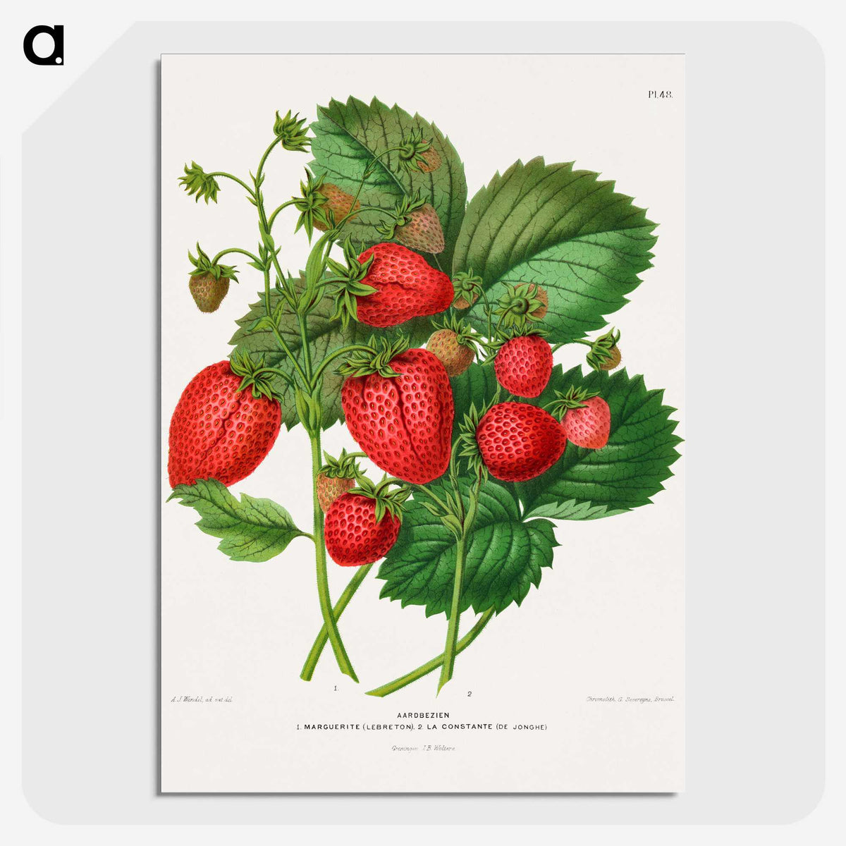 1-5_Nederlandsche-Flora-en-Pomona_picture-crop