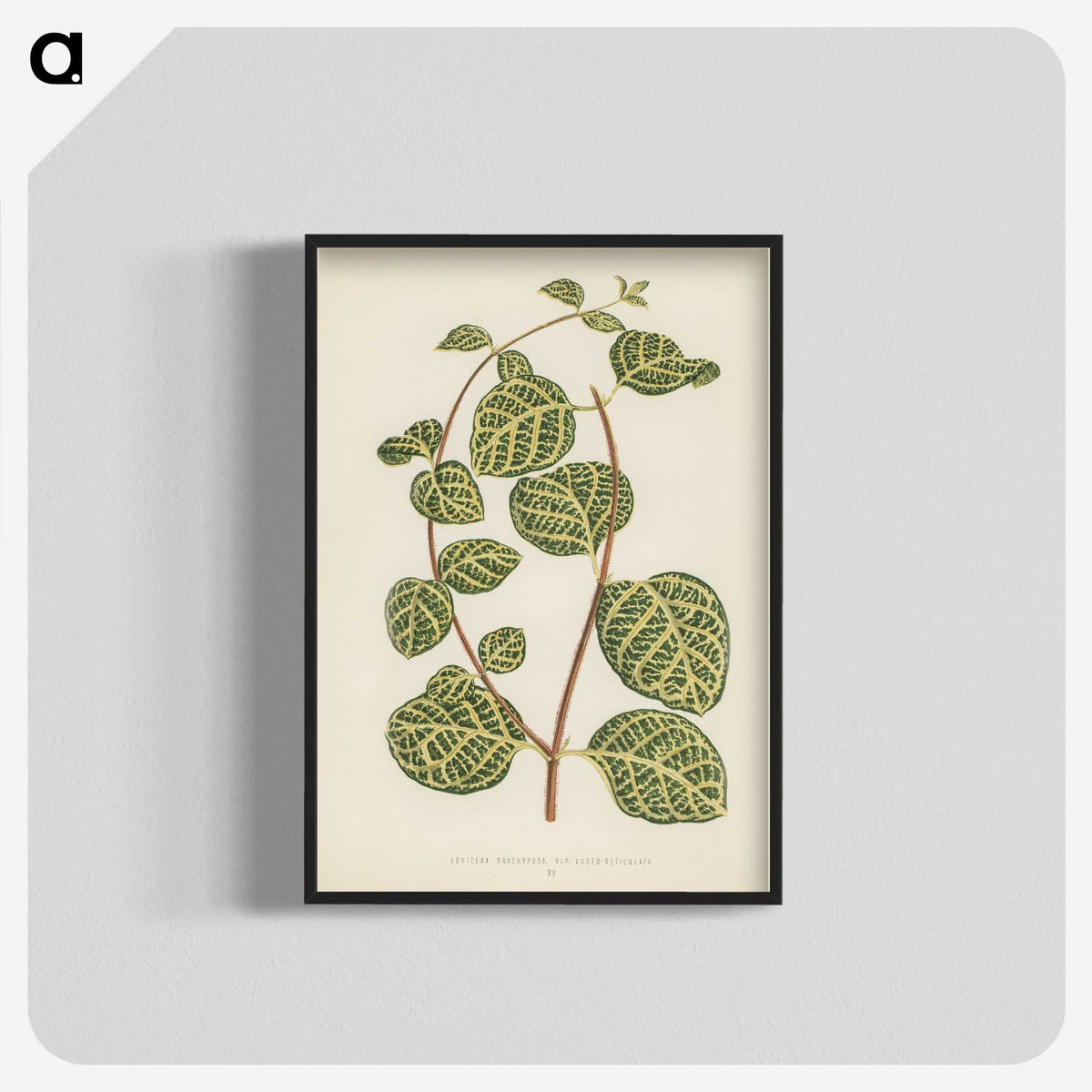 1-5_New-and-Rare-Beautiful-Leaved-Plants_blk-crop