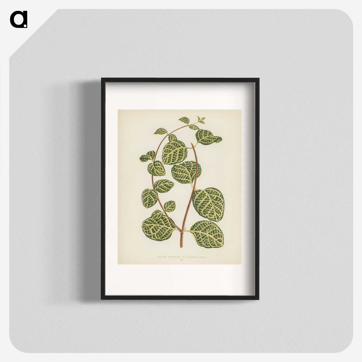 1-5_New-and-Rare-Beautiful-Leaved-Plants_blk