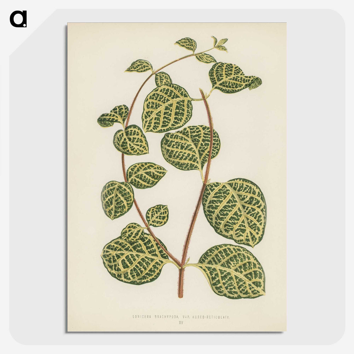 1-5_New-and-Rare-Beautiful-Leaved-Plants_picture-crop