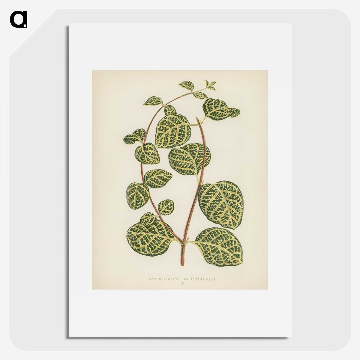 1-5_New-and-Rare-Beautiful-Leaved-Plants_picture
