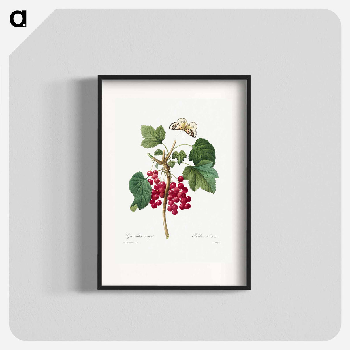 Red Currant - Pierre Joseph Redouté Poster.