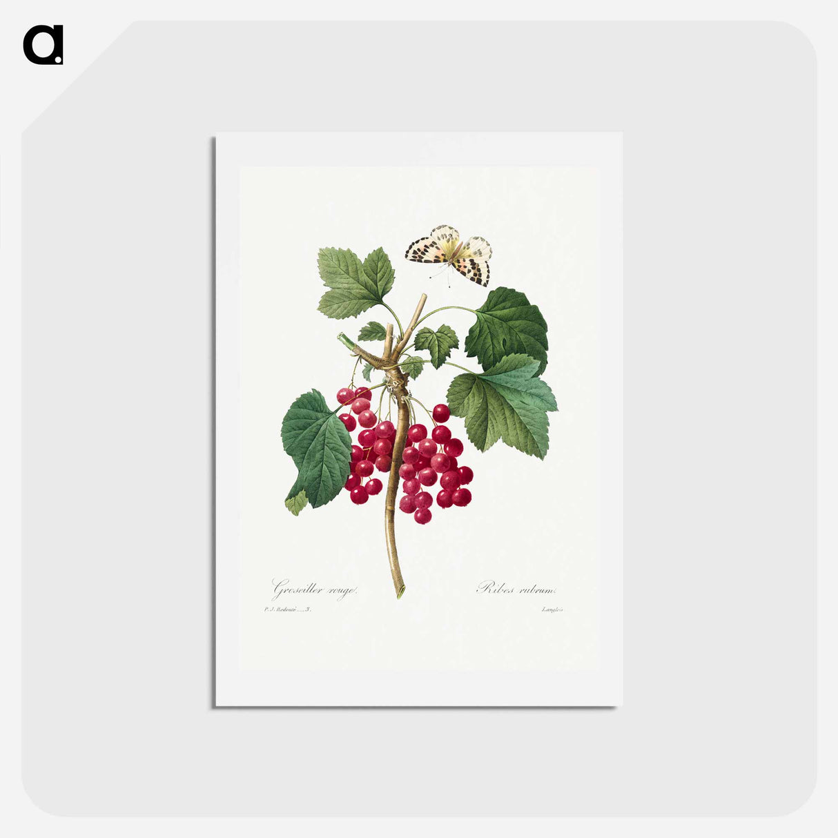 アートポストカード-Red Currant - ピエール ジョゼフ ルドゥーテ Postcard.