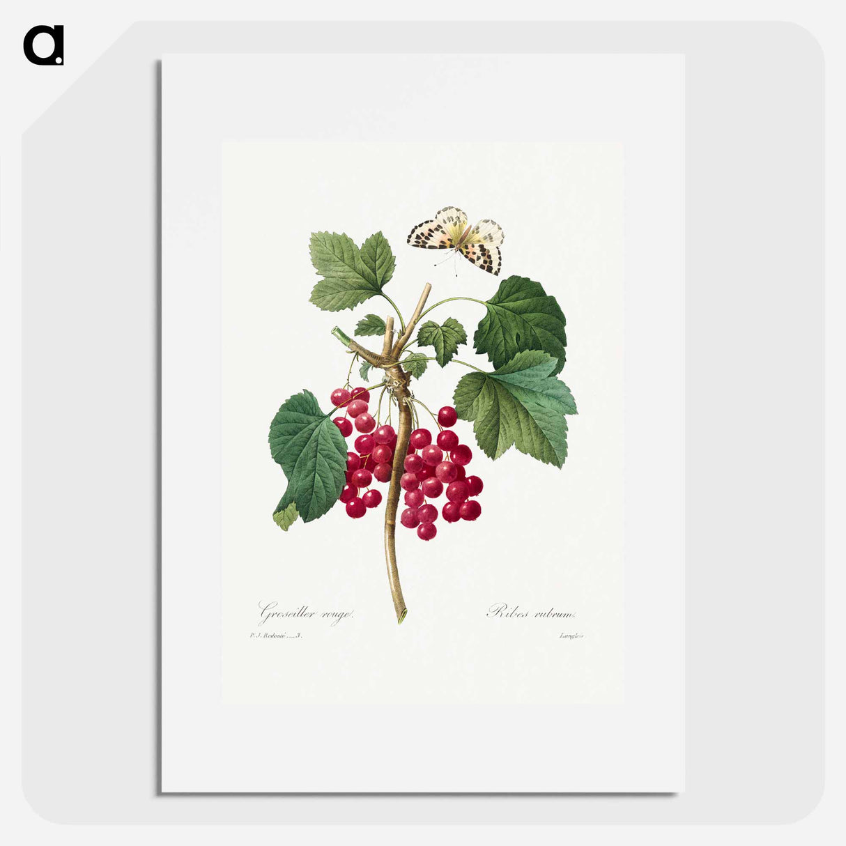 Red Currant - Pierre Joseph Redouté Poster.