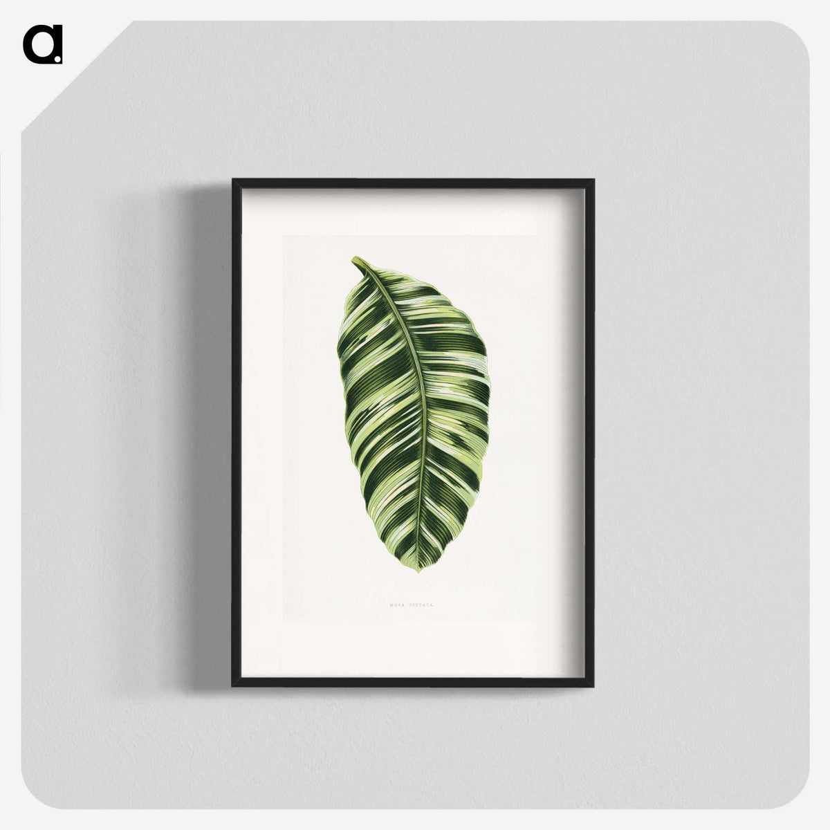1-5_Plants-with-Colored-Foliage_blk