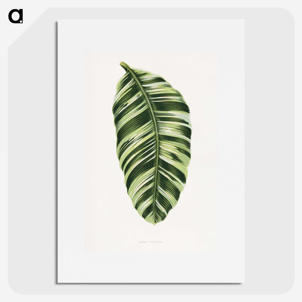 1-5_Plants-with-Colored-Foliage_picture