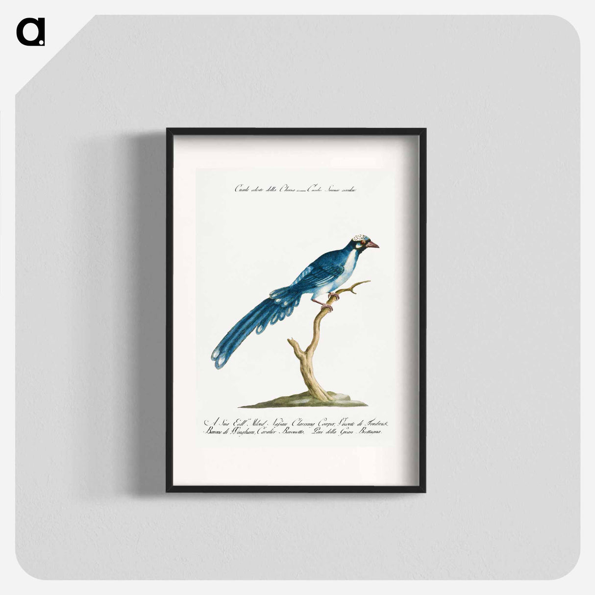 Cucule celeste della China
- サヴェリオ マネッティ Poster.