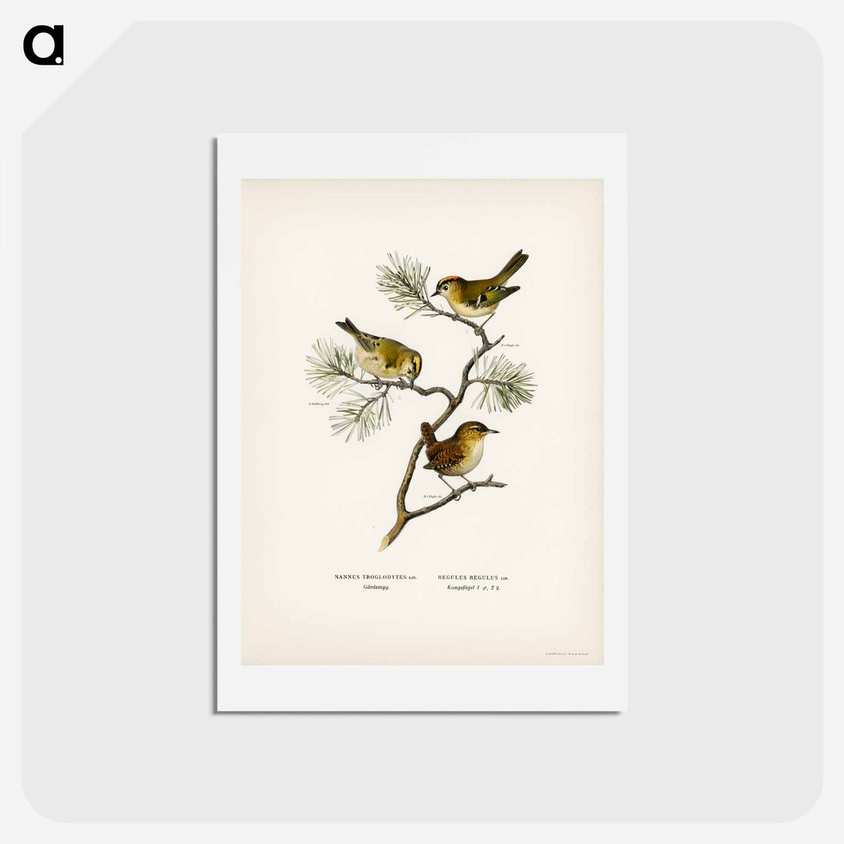 アートポストカード-Eurasian Wren and Goldcrest
- スヴェンスカ フォグラル Postcard.