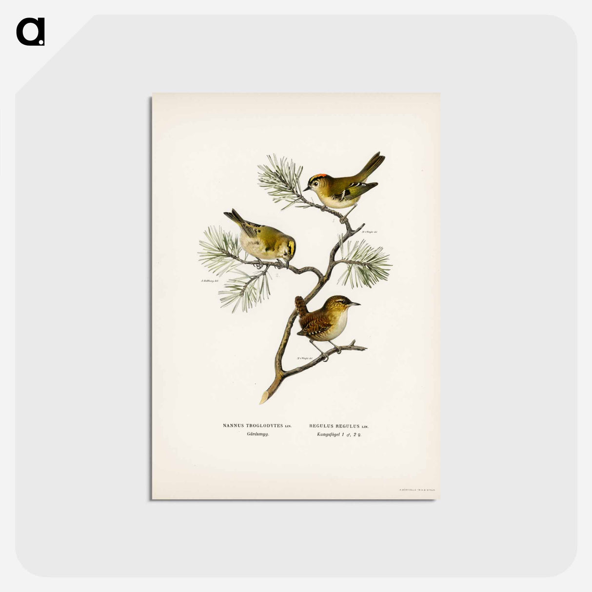 アートポストカード-Eurasian Wren and Goldcrest
- スヴェンスカ フォグラル Postcard.