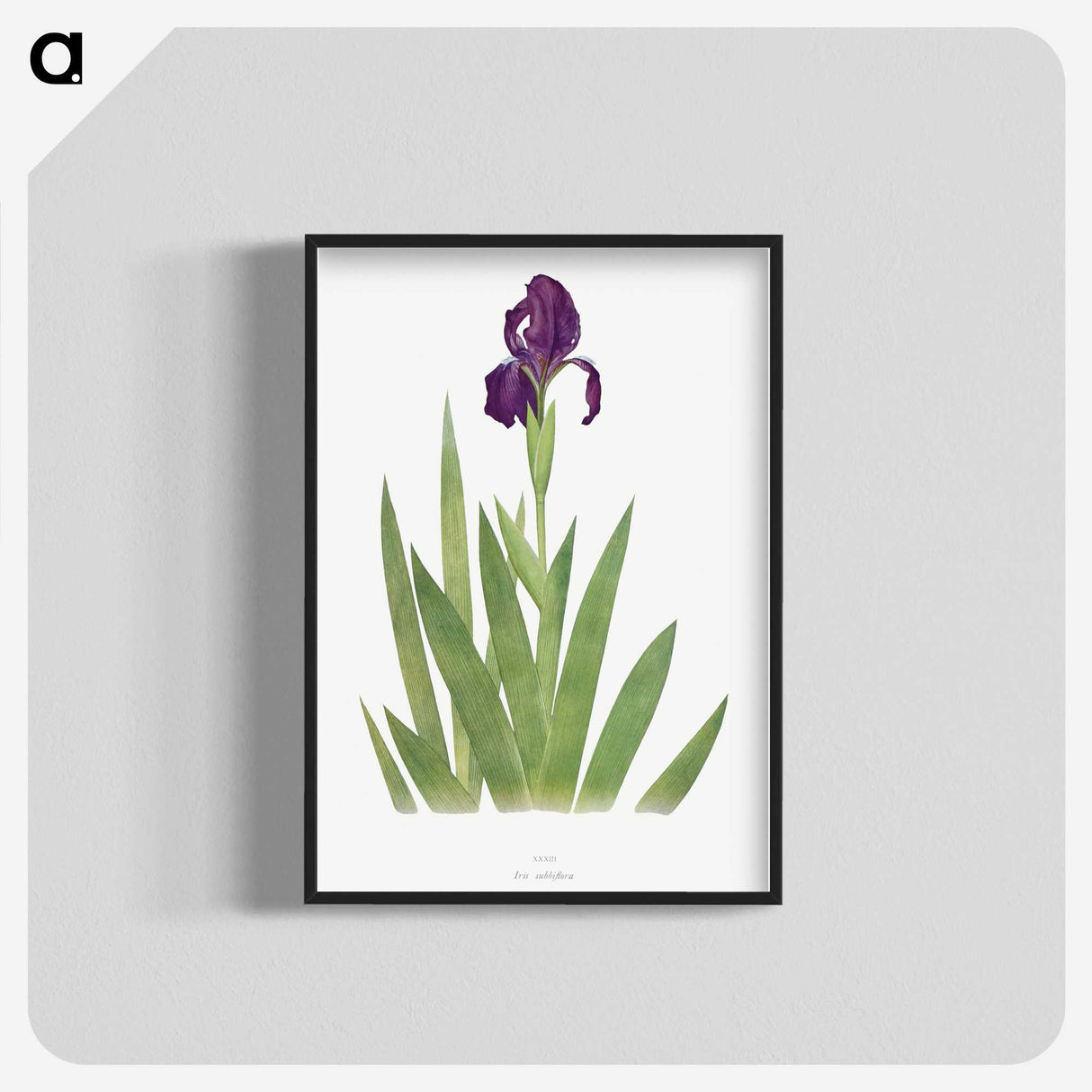 1-5_The-Genus-Iris_blk-crop