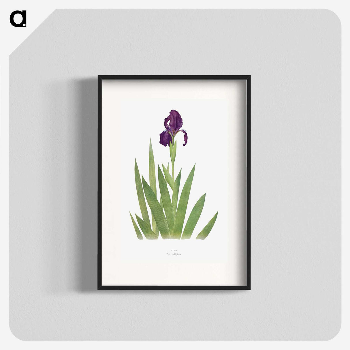 1-5_The-Genus-Iris_blk