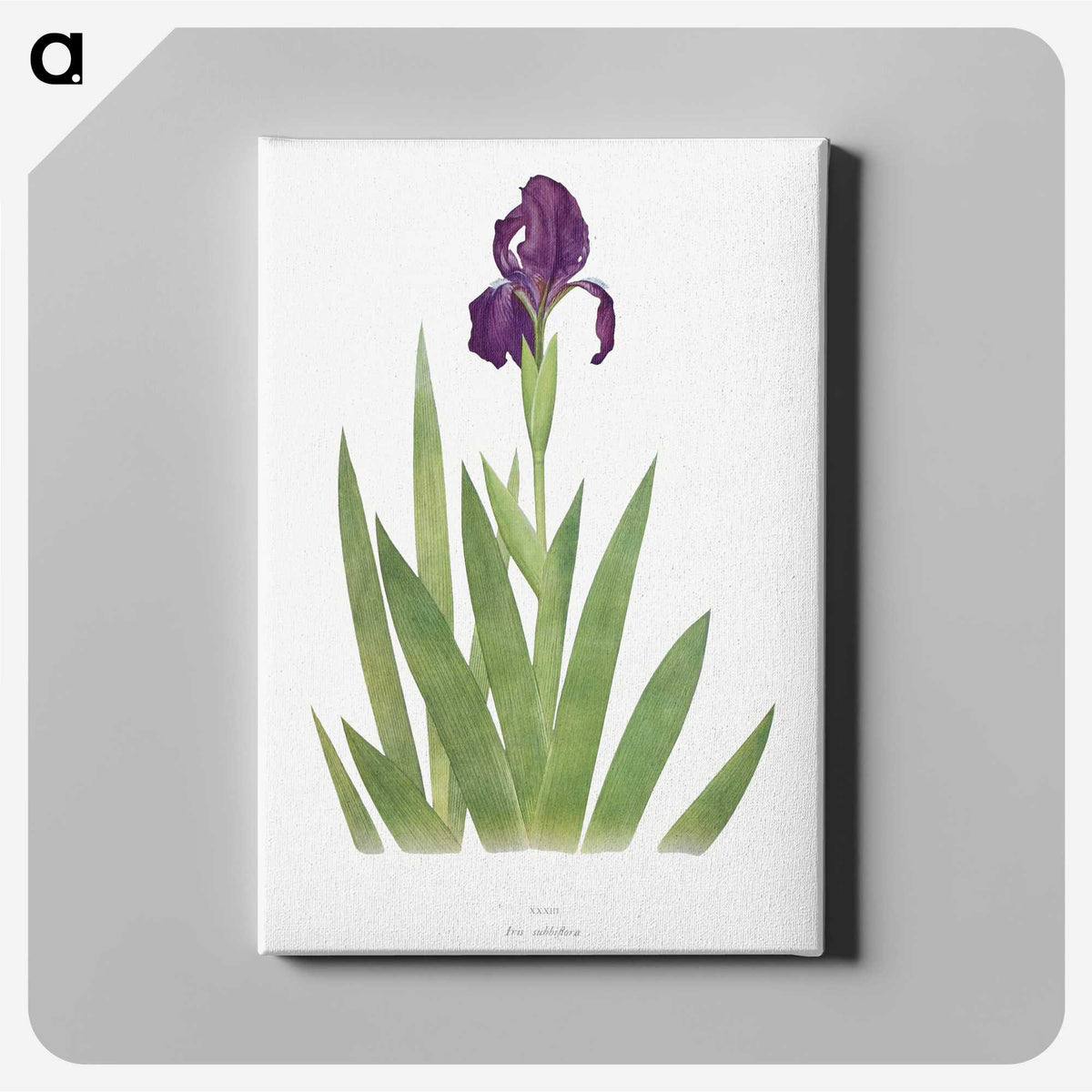 1-5_The-Genus-Iris_canvas