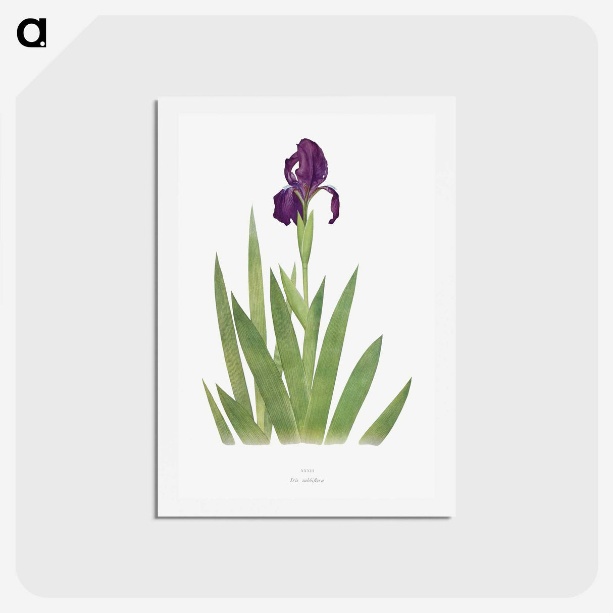 1-5_The-Genus-Iris_hagaki