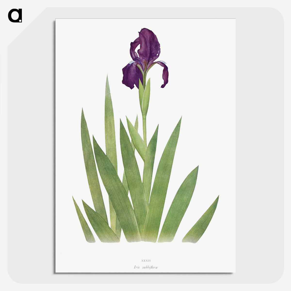 1-5_The-Genus-Iris_picture-crop