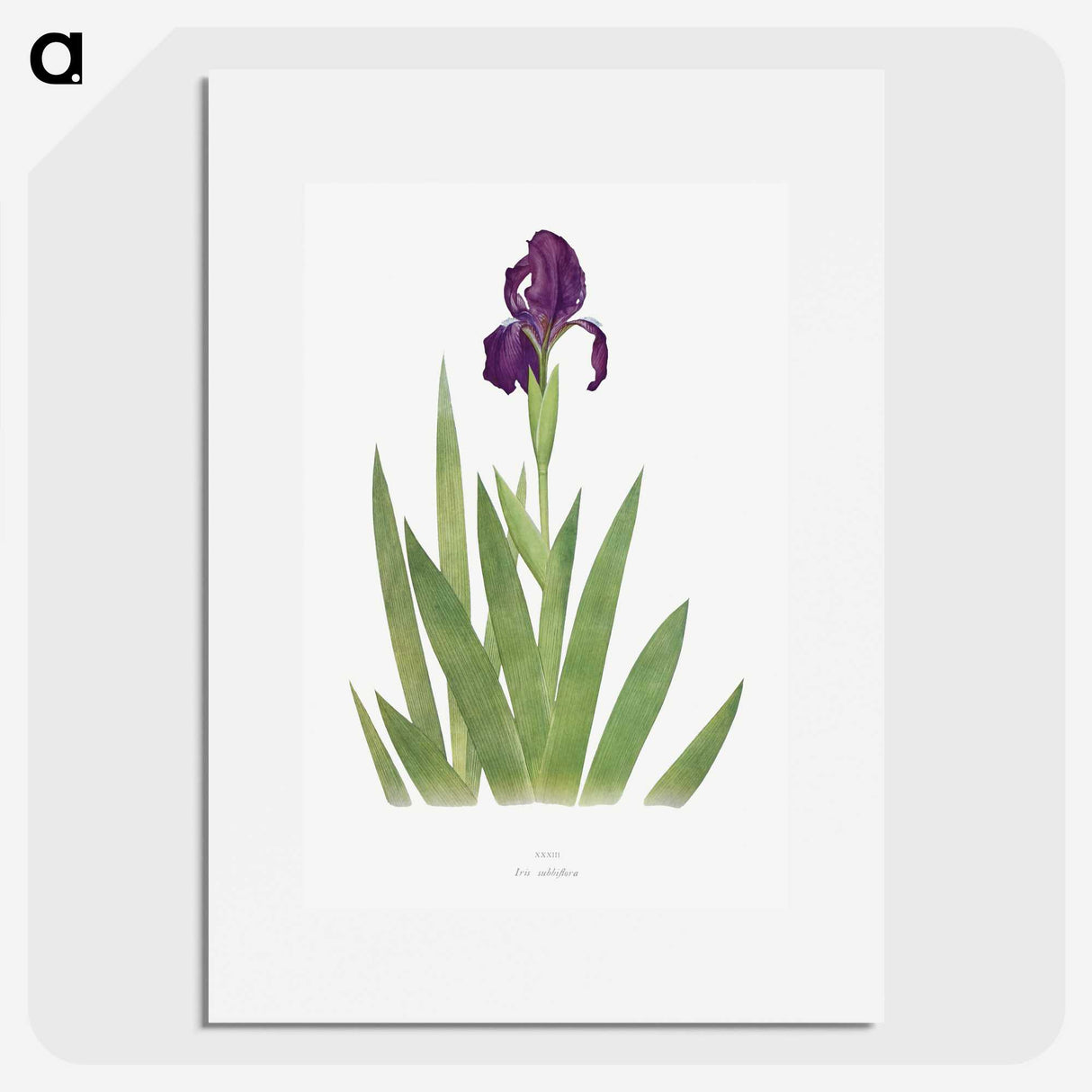 1-5_The-Genus-Iris_picture