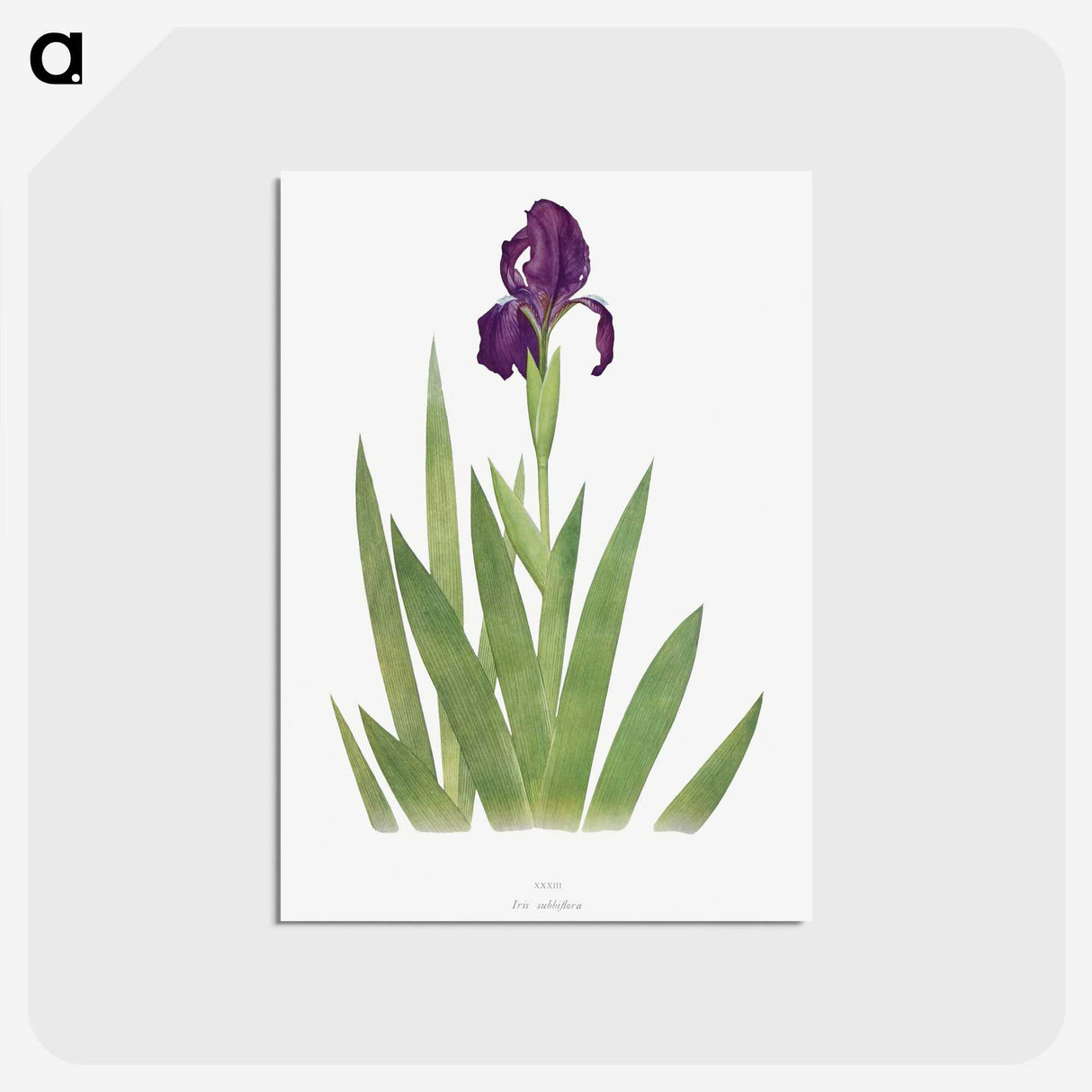 1-5_The-Genus-Iris_postcard