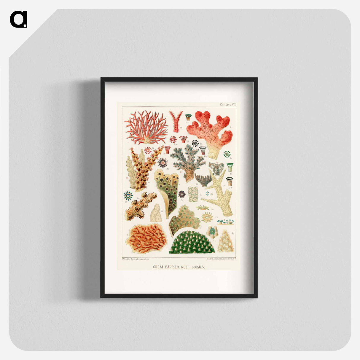 Great Barrier Reef Corals - オーストラリアのグレートバリアリーフ Poster.