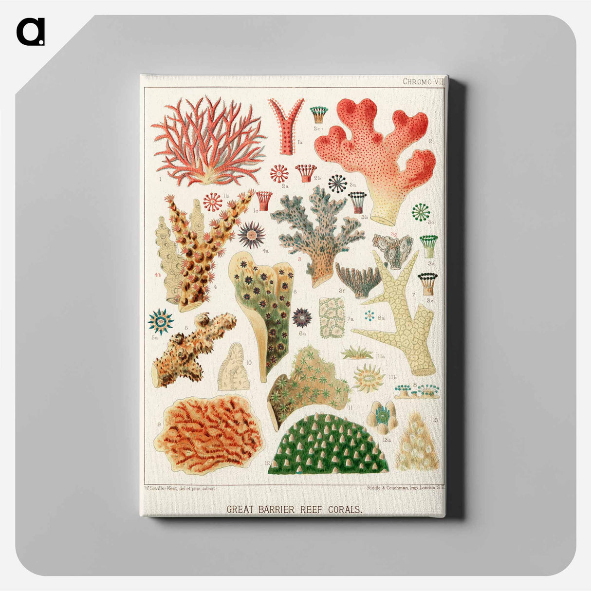 Great Barrier Reef Corals - オーストラリアのグレートバリアリーフ Canvas.