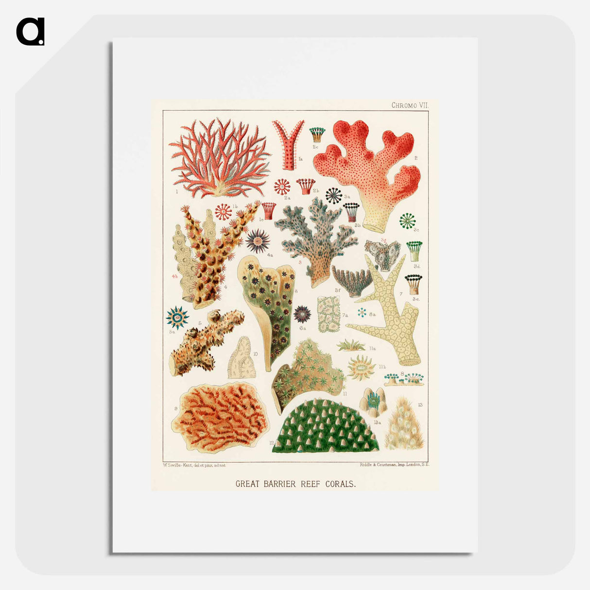 Great Barrier Reef Corals - オーストラリアのグレートバリアリーフ Poster.