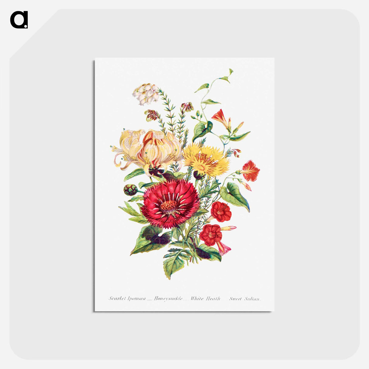 アートポストカード-Scarlet Ipomoea, Honeysuckle, White Heath and Sweet Sulian
- 花言葉 Postcard.