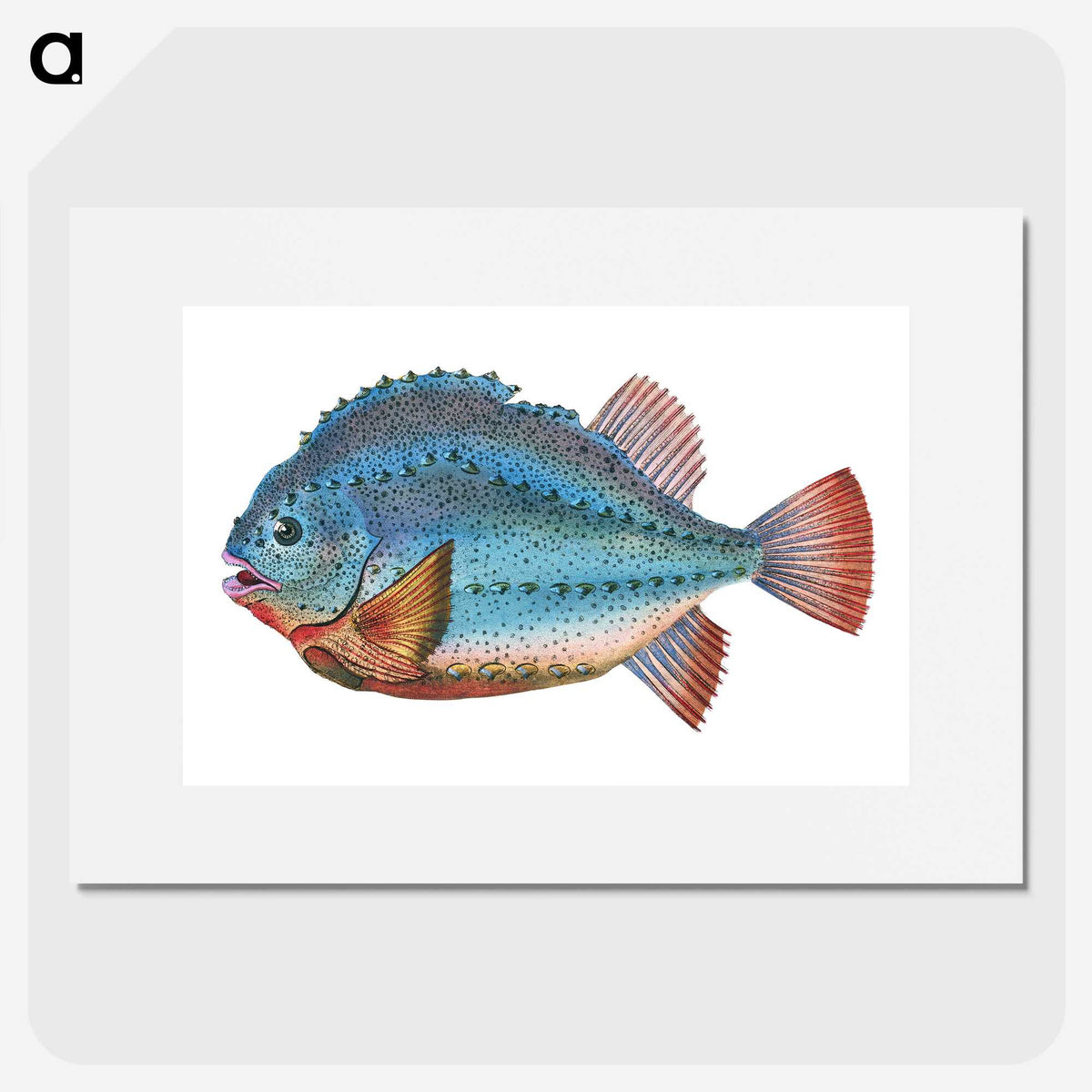 1-5_The-Natural-History-of-British-Fishes_picture