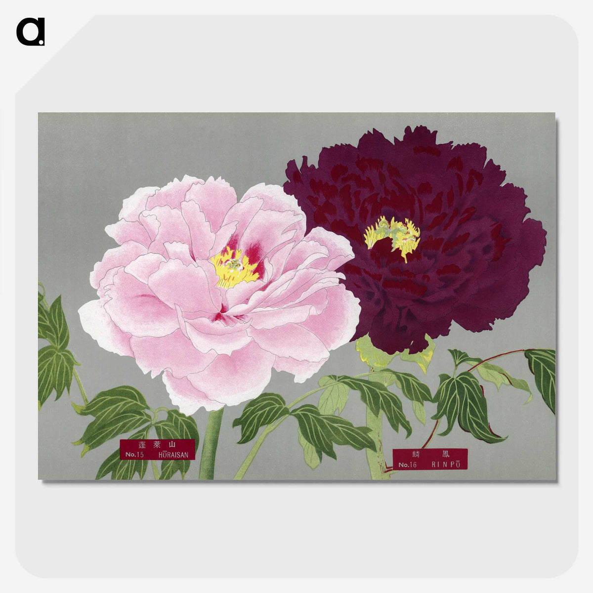 1-5_The-Picture-Book-of-Peonies_picture-crop