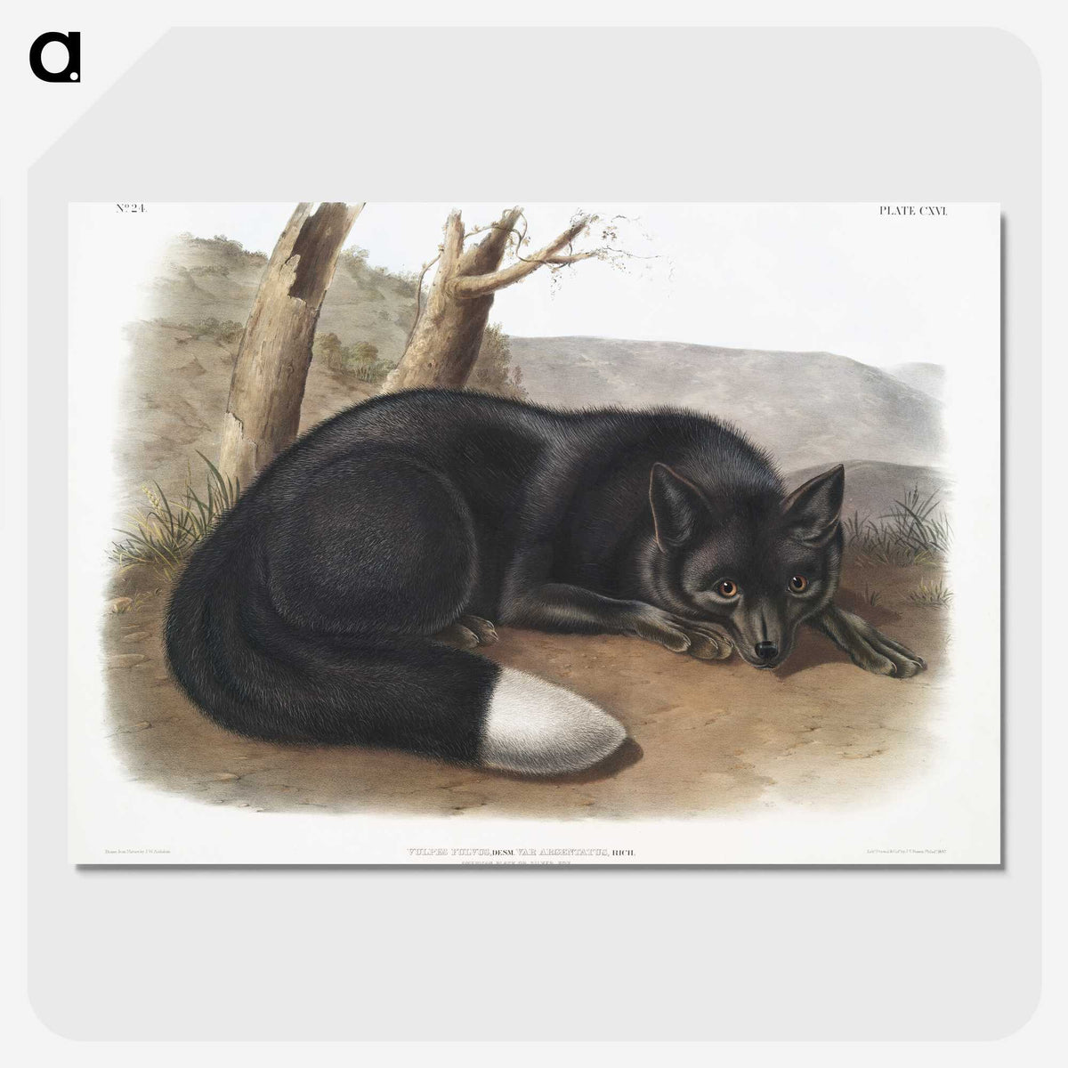 1-5_The-Viviparous-Quadrupeds_picture-crop