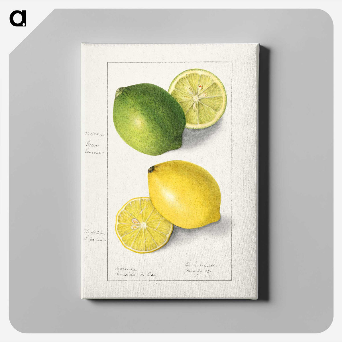 1-5_USDA-Watercolor-Fruit-Painting-Collection_canvas