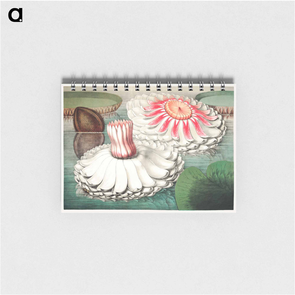 The Victoria Regia; or the Great Water Lily of America - ビクトリア レジア Memo.