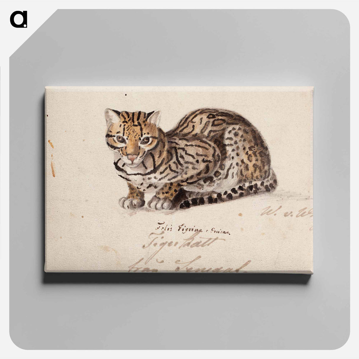 Northern tiger cat - ヴィルヘルム フォン ライト Canvas.