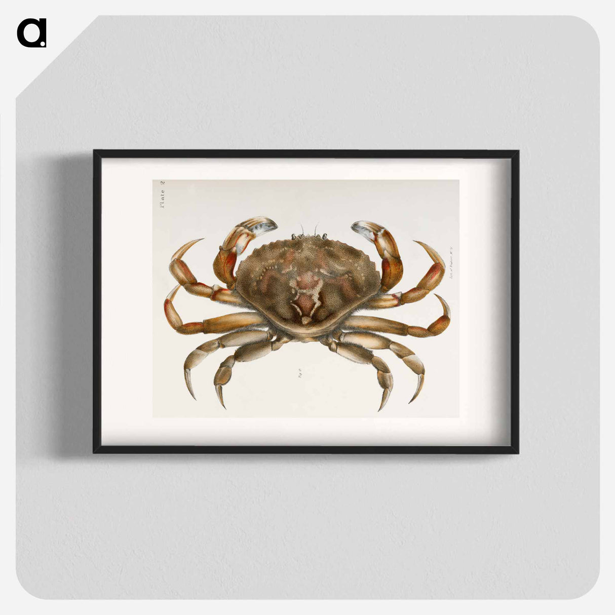 Rock crab illustration from Zoology of New York by James Ellsworth De Kay - ニューヨークの動物学 Poster.
