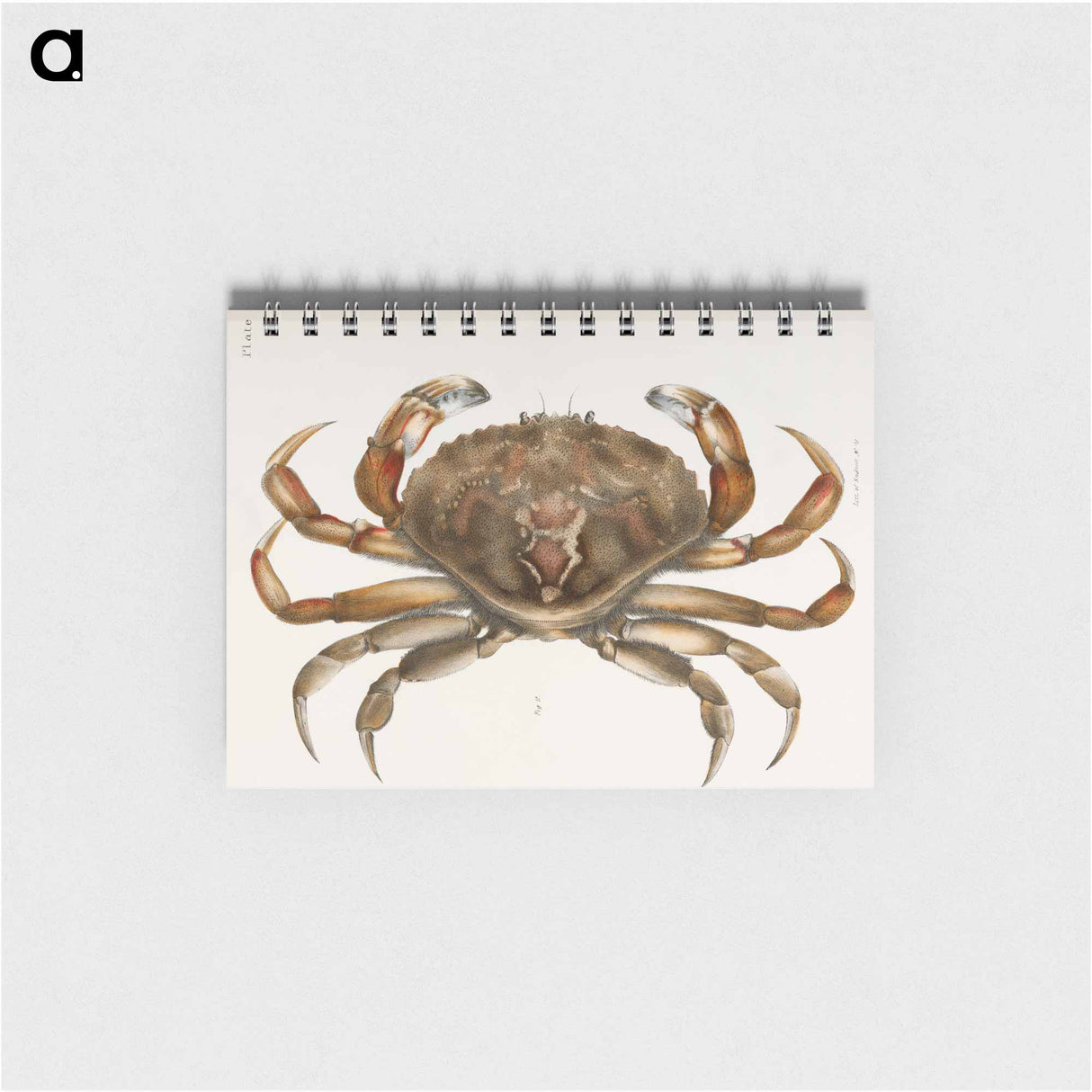 Rock crab illustration from Zoology of New York by James Ellsworth De Kay - ニューヨークの動物学 Memo.