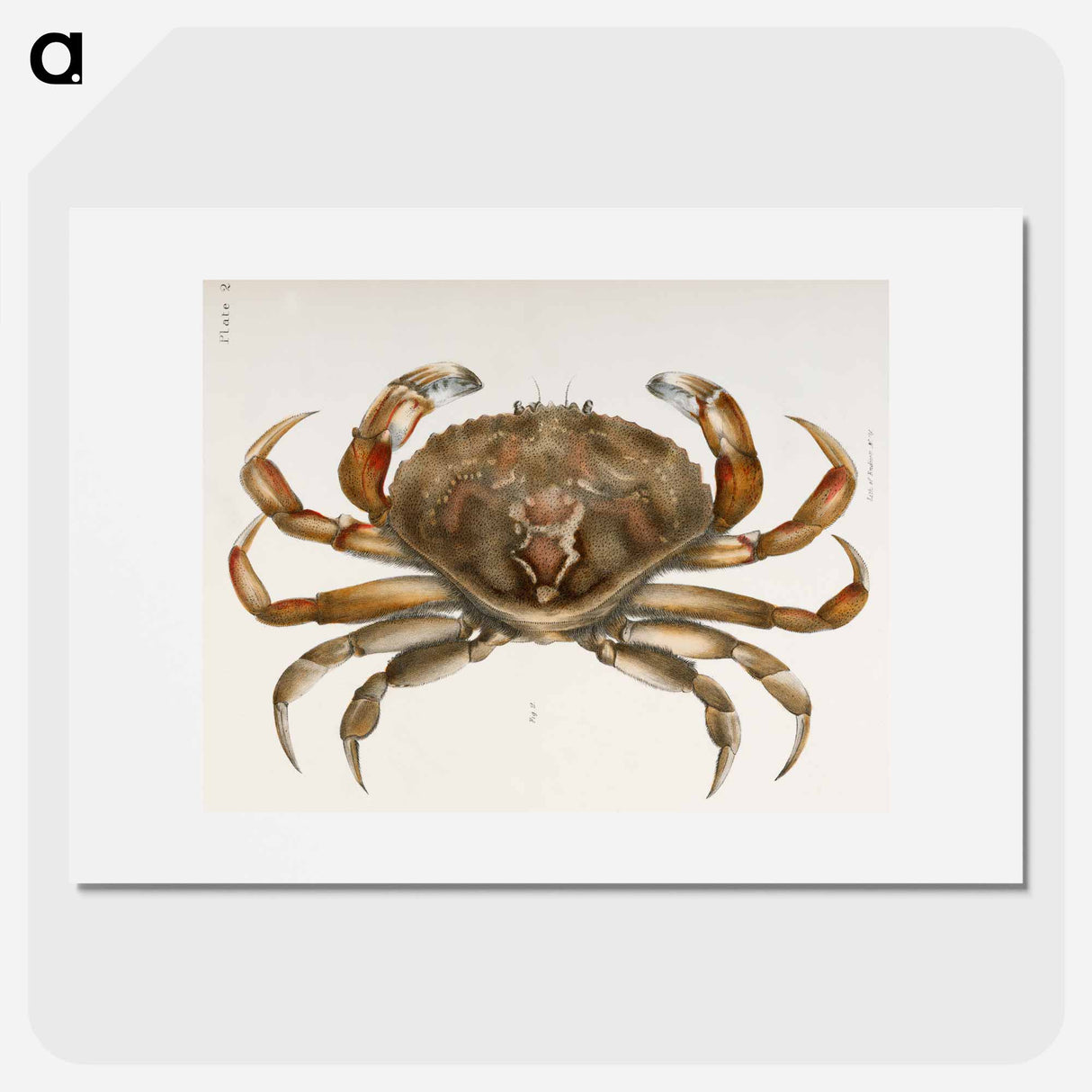 Rock crab illustration from Zoology of New York by James Ellsworth De Kay - ニューヨークの動物学 Poster.