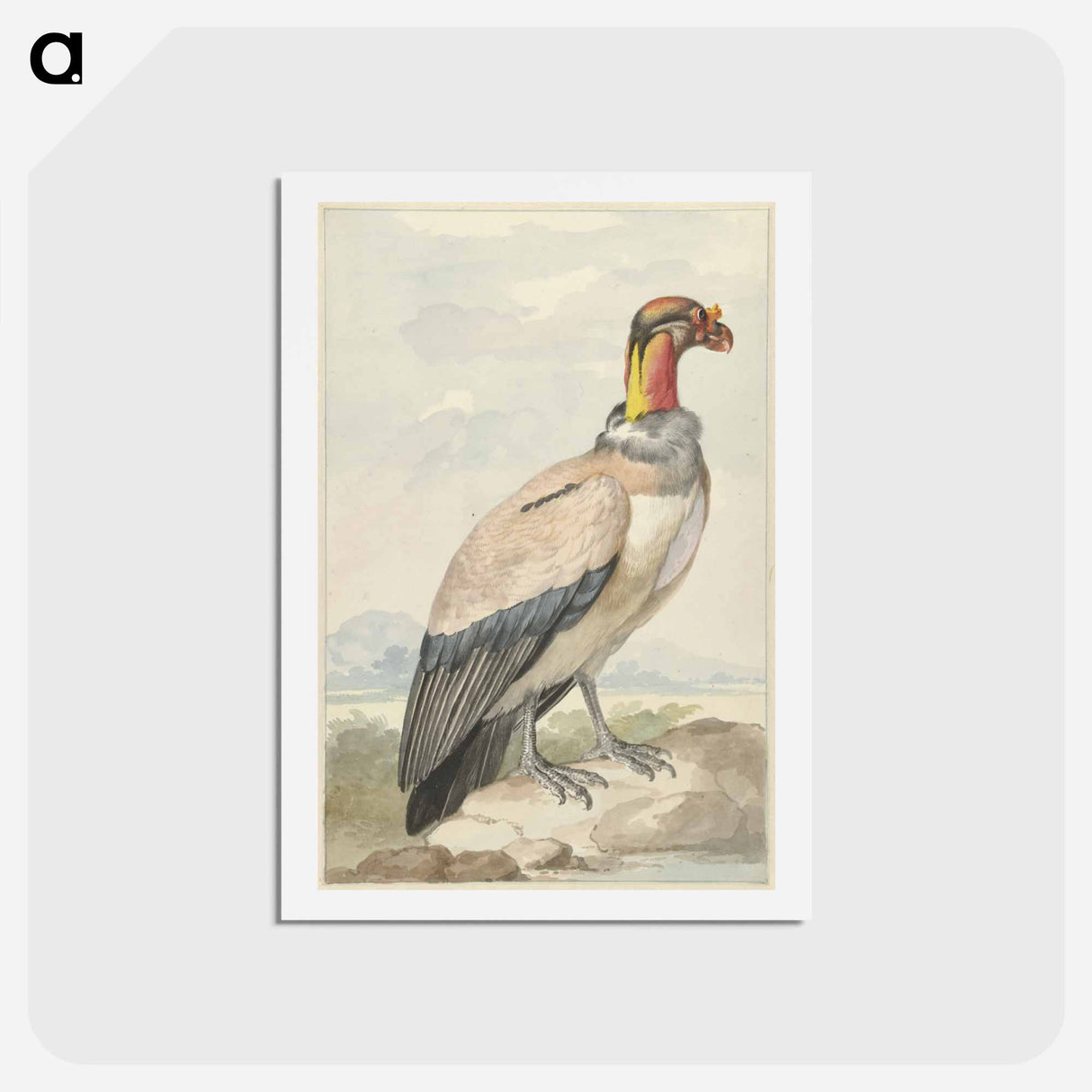 Koningsgier (Sarcoramphus papa) - アールト シューマン Postcard.