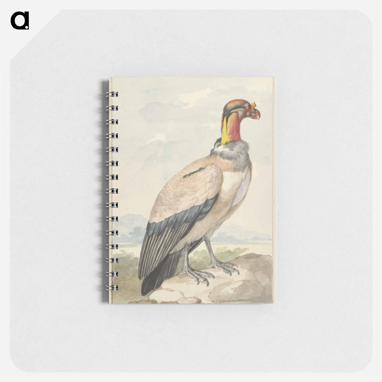 Koningsgier (Sarcoramphus papa) - アールト シューマン Memo.