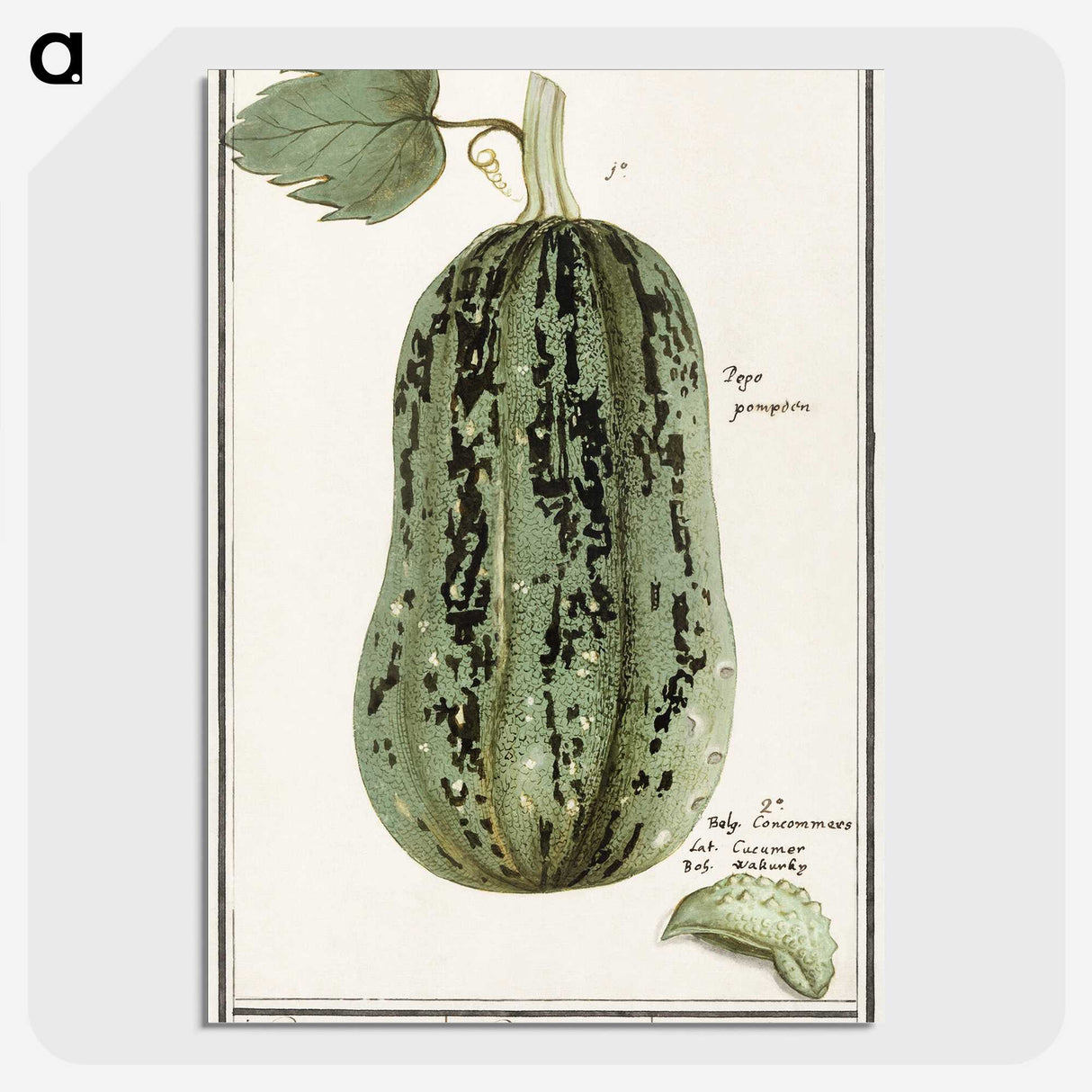 1-60_Anselmus-Boetius-de-Boodt_picture-crop