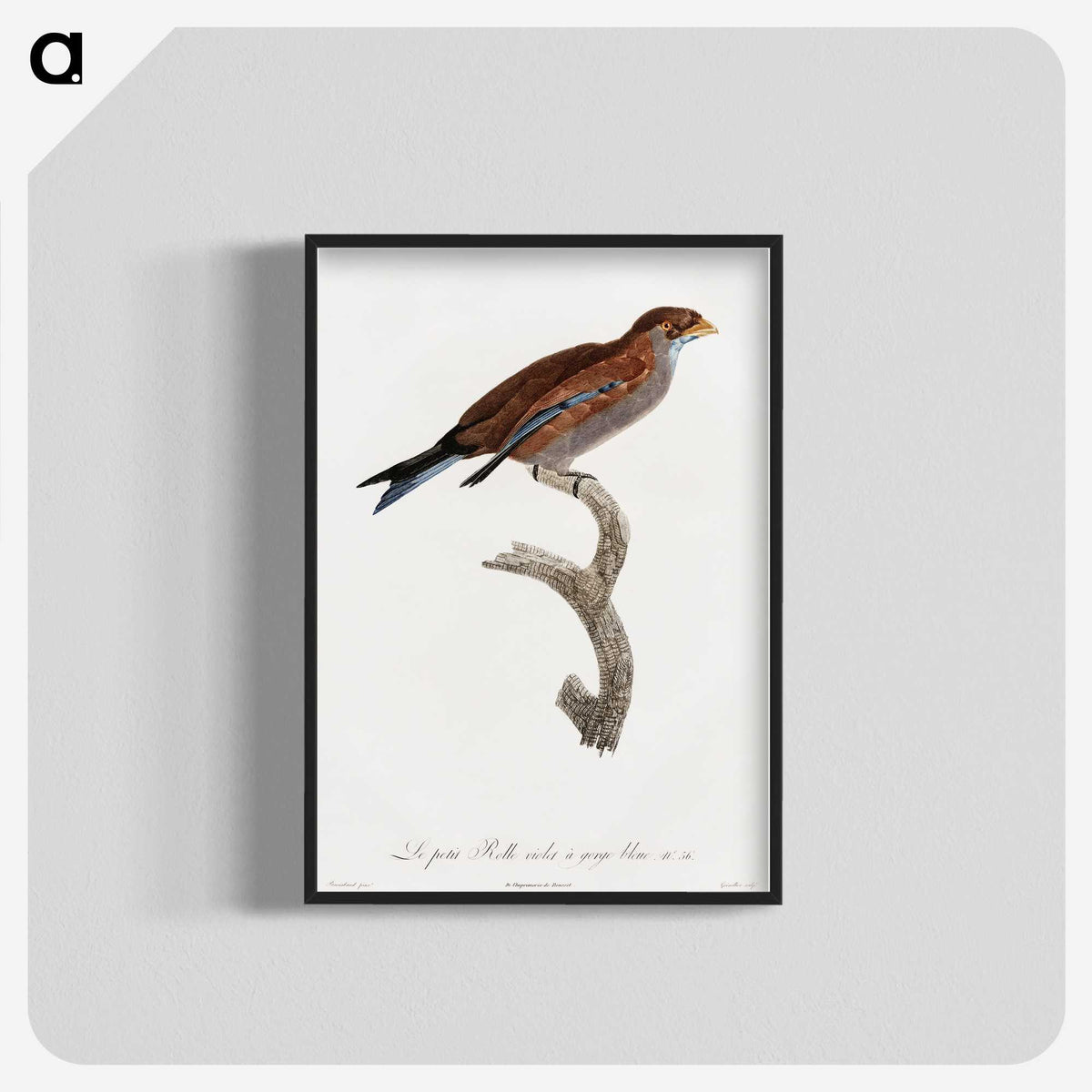 1-60_Des-Oiseaux-de-Paradis_blk-crop