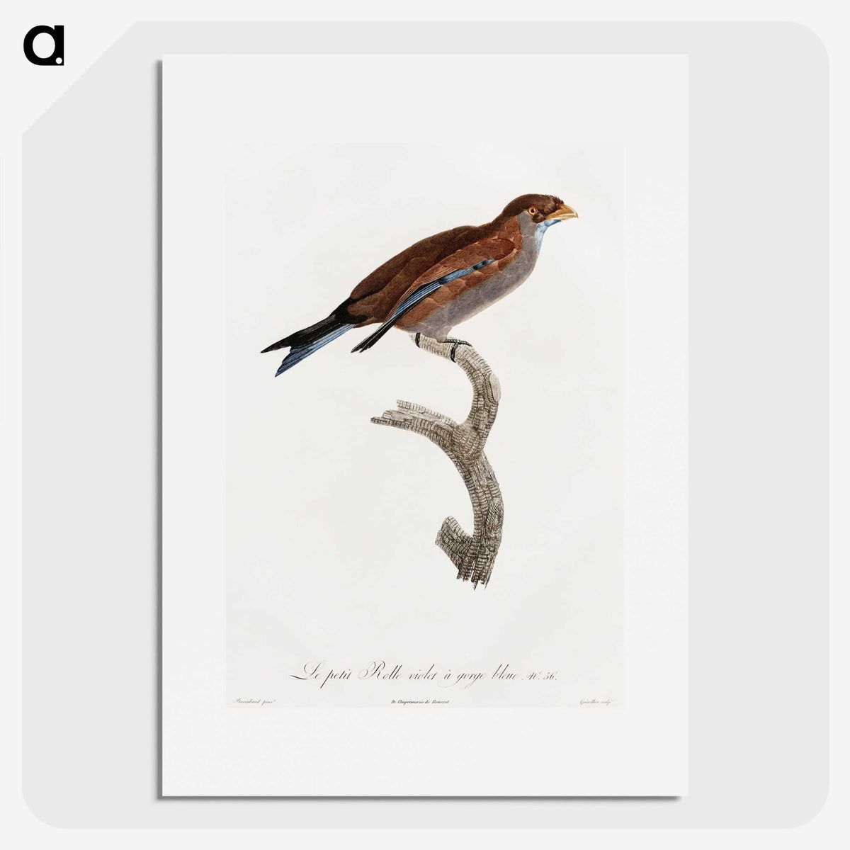 1-60_Des-Oiseaux-de-Paradis_picture