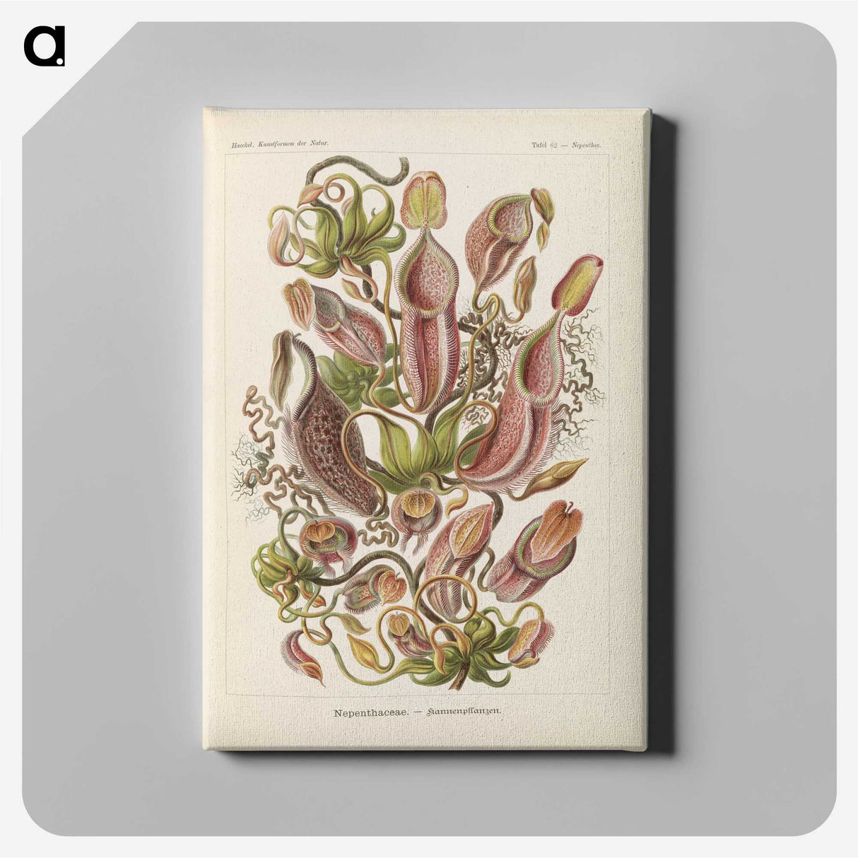1-60_Ernst-Haeckel_canvas