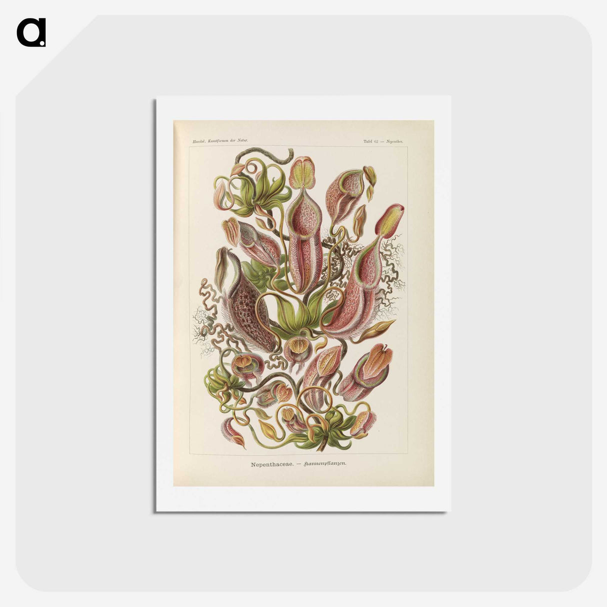 1-60_Ernst-Haeckel_hagaki