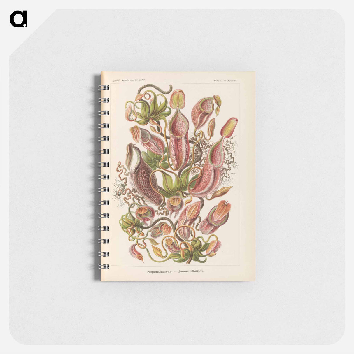 アートメモ帳-Nepenthaceae–Kannenpflanzen illustration from Kunstformen der Natur - エルンスト ヘッケル Memo.