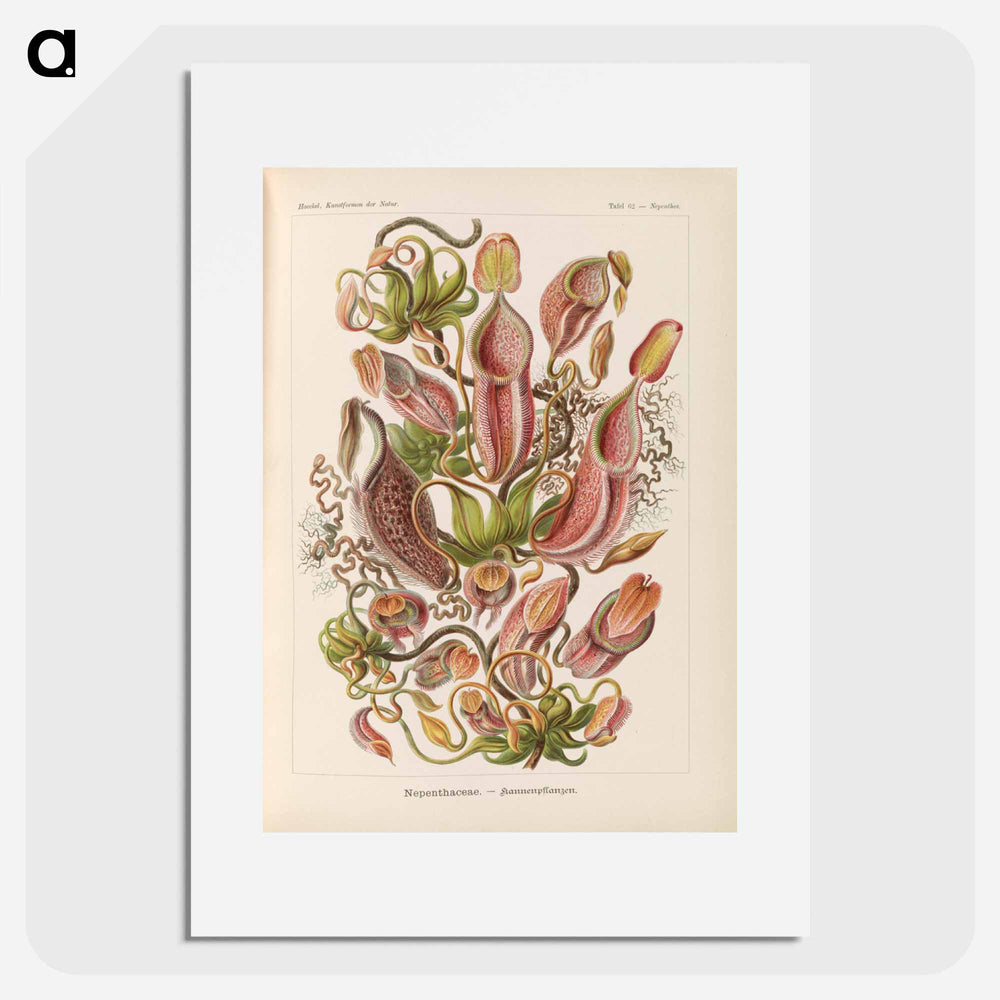 Nepenthaceae–Kannenpflanzen illustration from Kunstformen der Natur - エルンスト ヘッケル Poster.