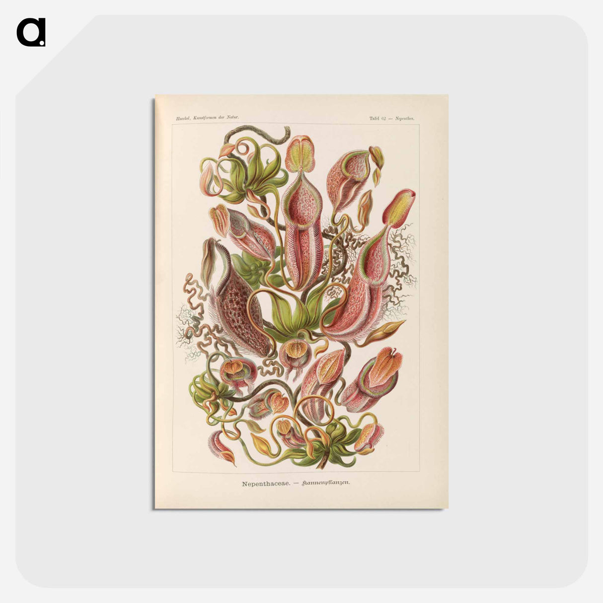 アートポストカード-Nepenthaceae–Kannenpflanzen illustration from Kunstformen der Natur - エルンスト ヘッケル Postcard.