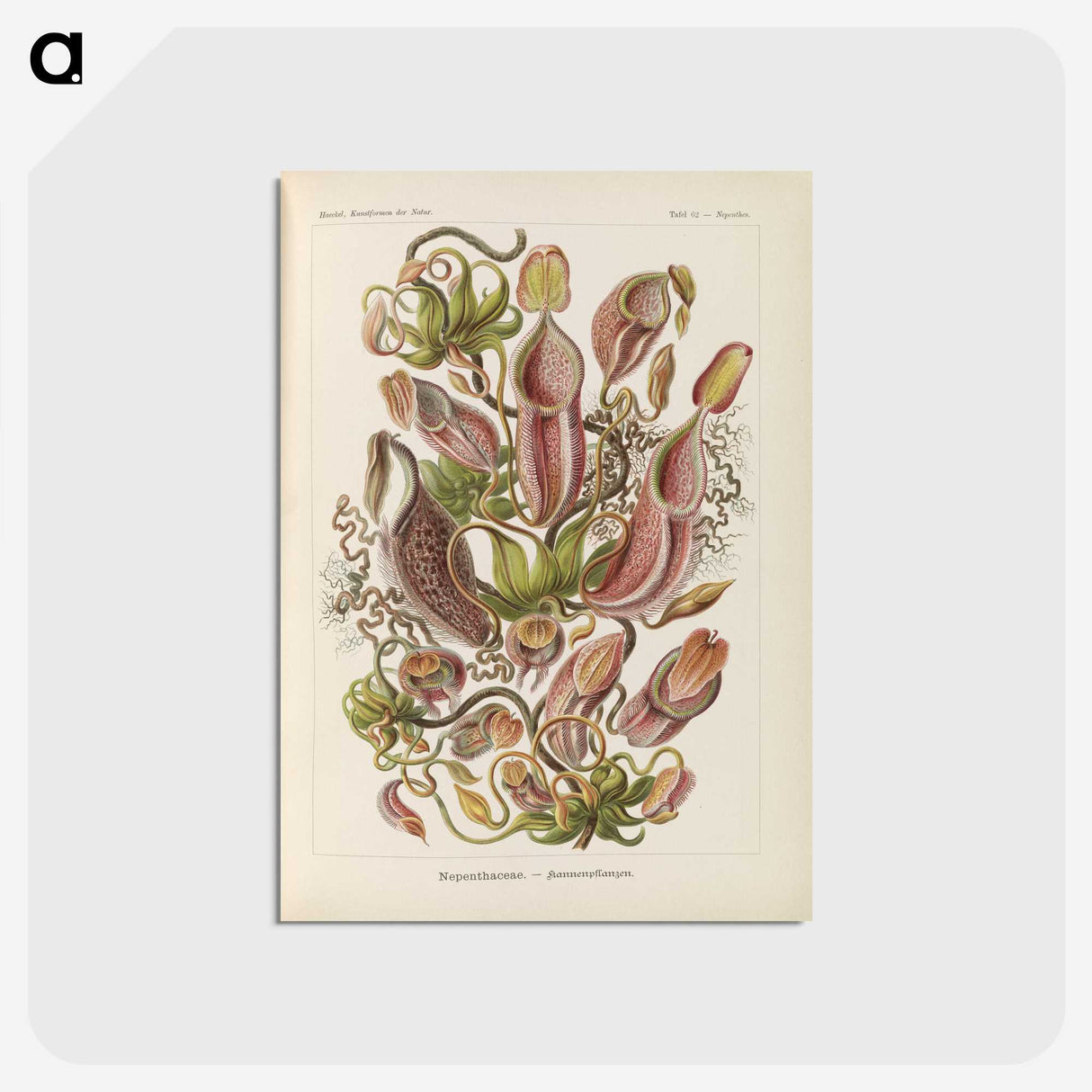 1-60_Ernst-Haeckel_postcard