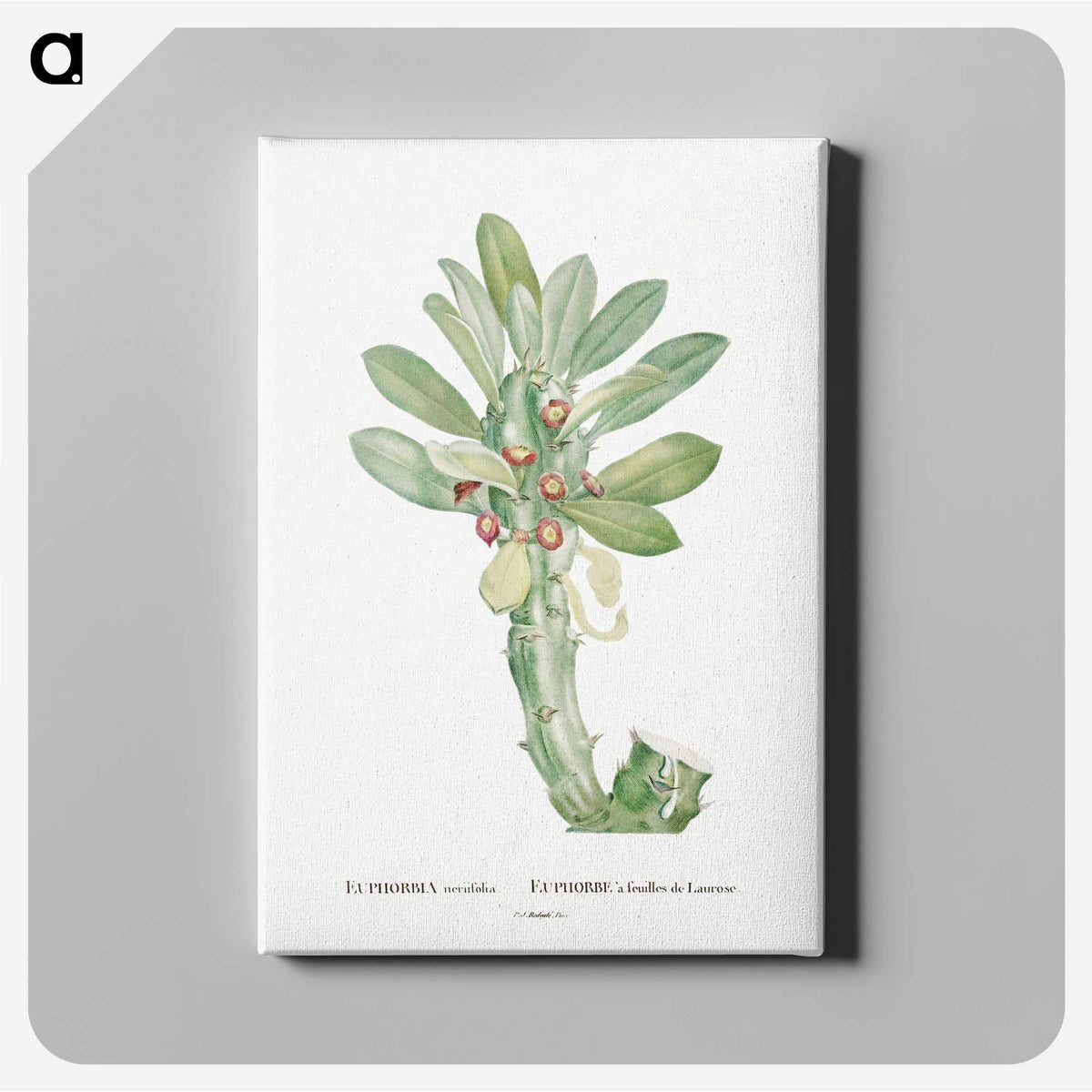 1-60_Histoire-des-Plantes-Grasses_canvas