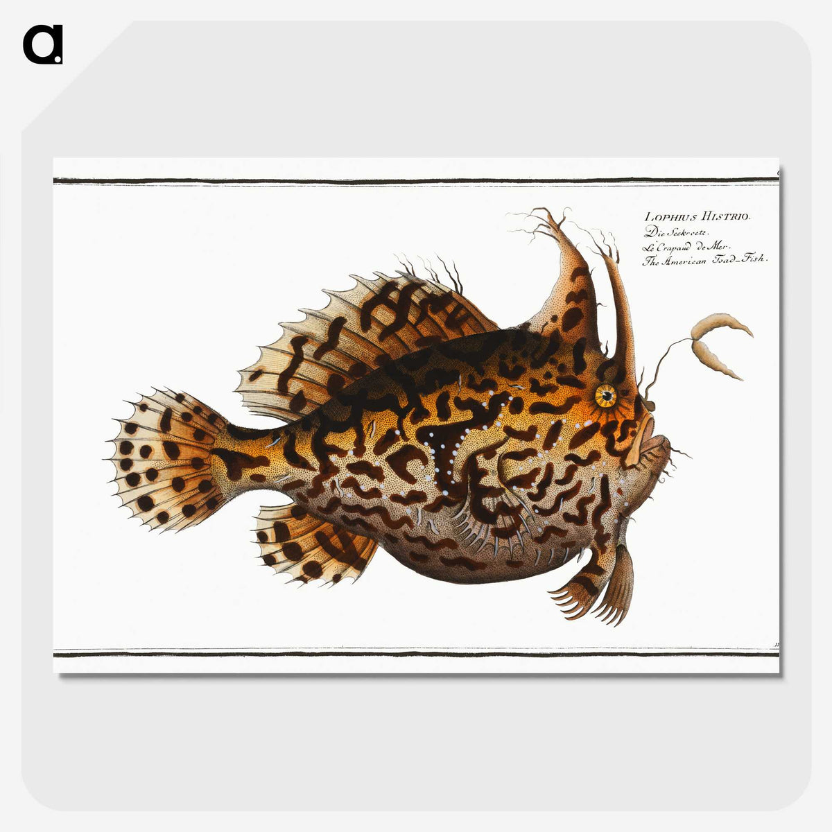 1-60_Ichtyologie-ou-Histoire-naturelle_picture-crop