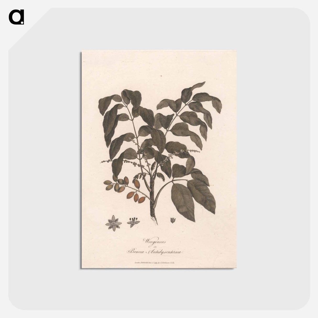 アートポストカード-Wooginoos or Bruces Antidysenterica
- ジェームス ヒース Postcard.