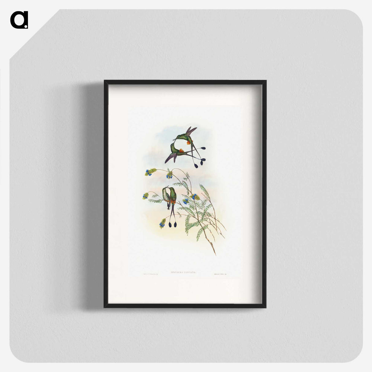 1-60_John-Gould_blk
